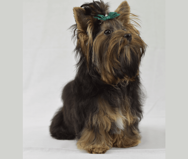 Maui, a Biewer Terrier and Havanese mix tested with EmbarkVet.com