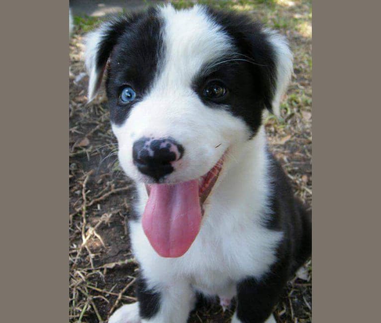 Embark Dog Dna Test Breed