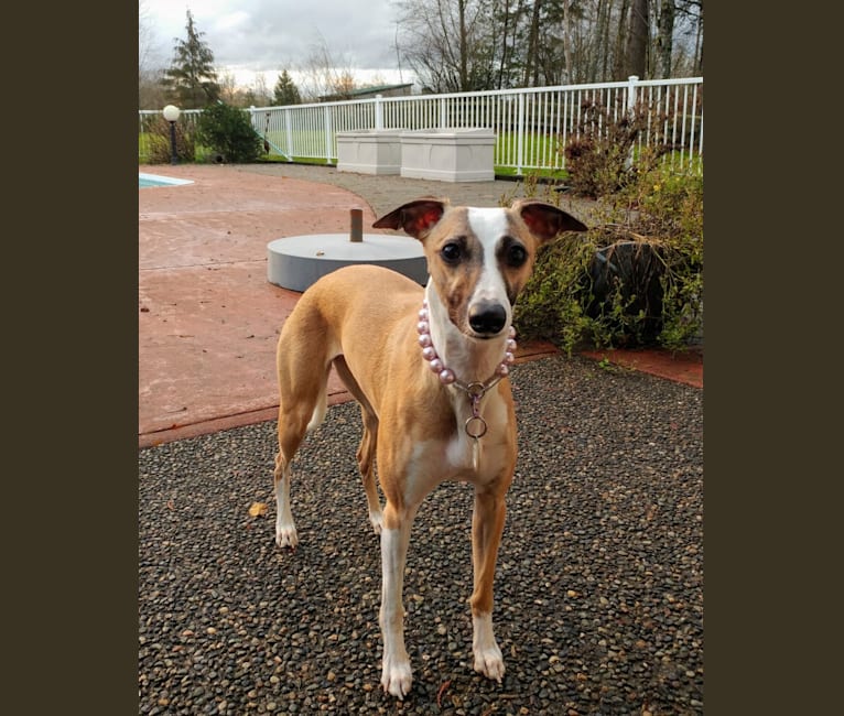 Aurora, a Whippet tested with EmbarkVet.com