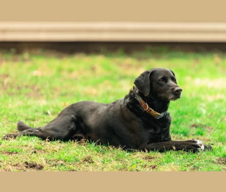 Bear, a German Shorthaired Pointer and Australian Cattle Dog mix tested with EmbarkVet.com