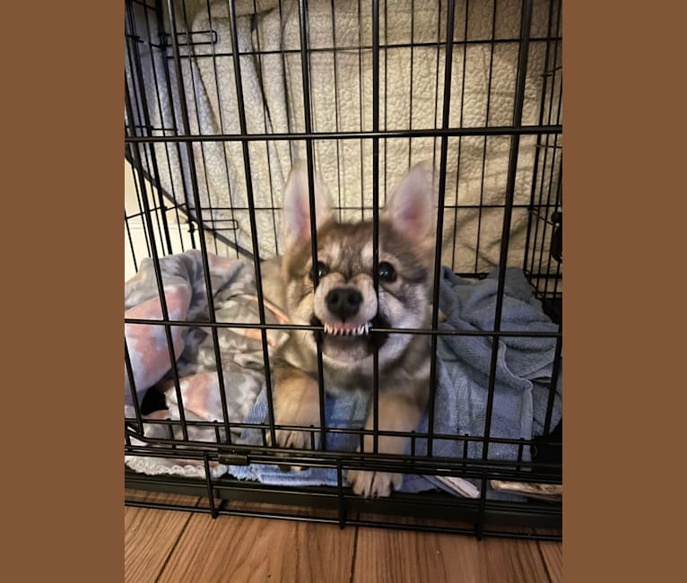 Stella, an Alaskan Klee Kai and Shiba Inu mix tested with EmbarkVet.com