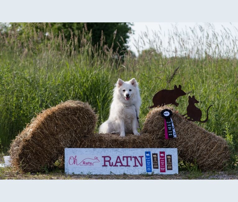 Rhett, an American Eskimo Dog tested with EmbarkVet.com