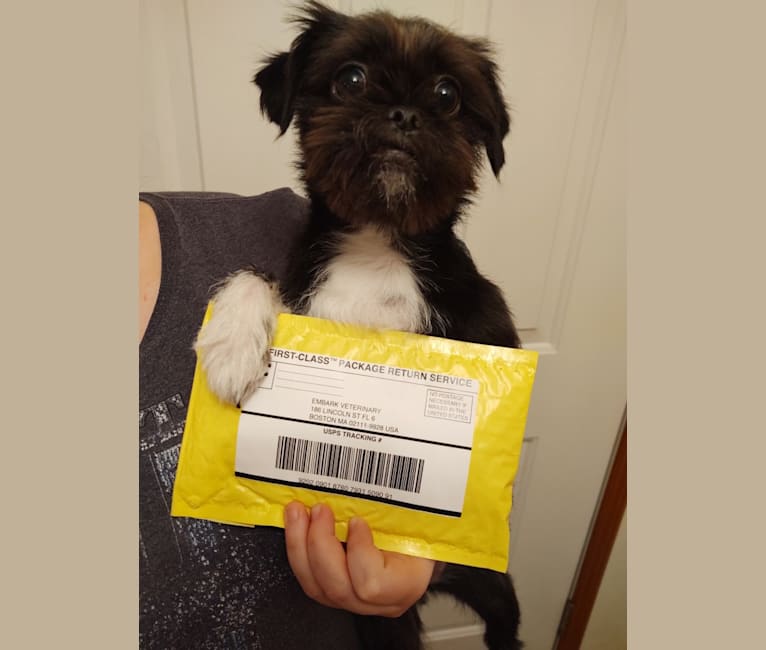 Embark Dog Dna Test Breed