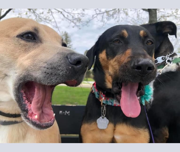 Photo of maxx, a Labrador Retriever, Boxer, Golden Retriever, German Shepherd Dog, American Staffordshire Terrier, Chow Chow, and Mixed mix in Georgia, USA