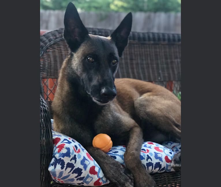 Rook, a Belgian Shepherd tested with EmbarkVet.com