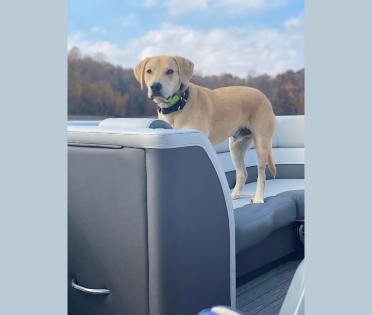 Charley, an American Pit Bull Terrier and Great Pyrenees mix tested with EmbarkVet.com