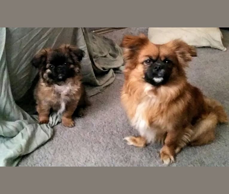 Rango, a Tibetan Spaniel and Papillon mix tested with EmbarkVet.com