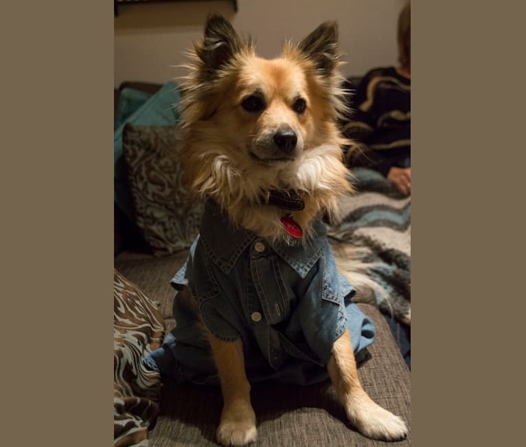Chihuahua outlet sheepdog mix