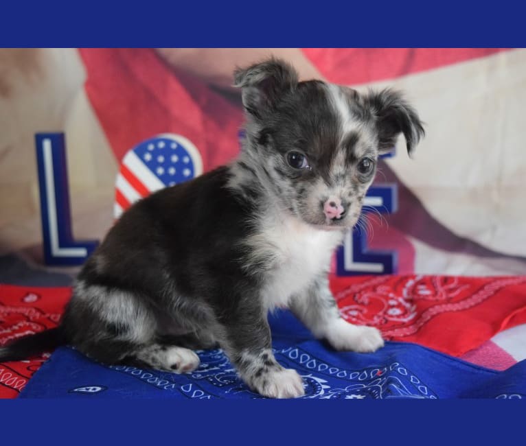 Saleena, a Chihuahua tested with EmbarkVet.com