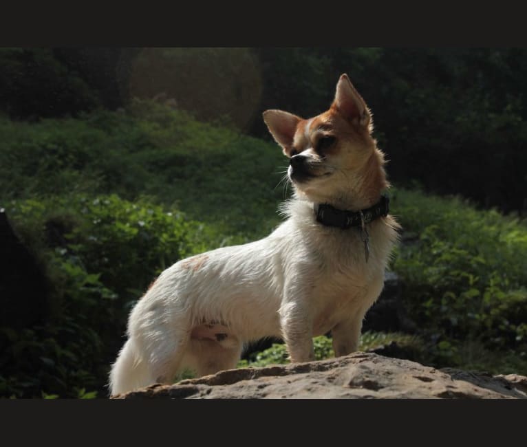 Hank Jr., a Chihuahua and Pekingese mix tested with EmbarkVet.com