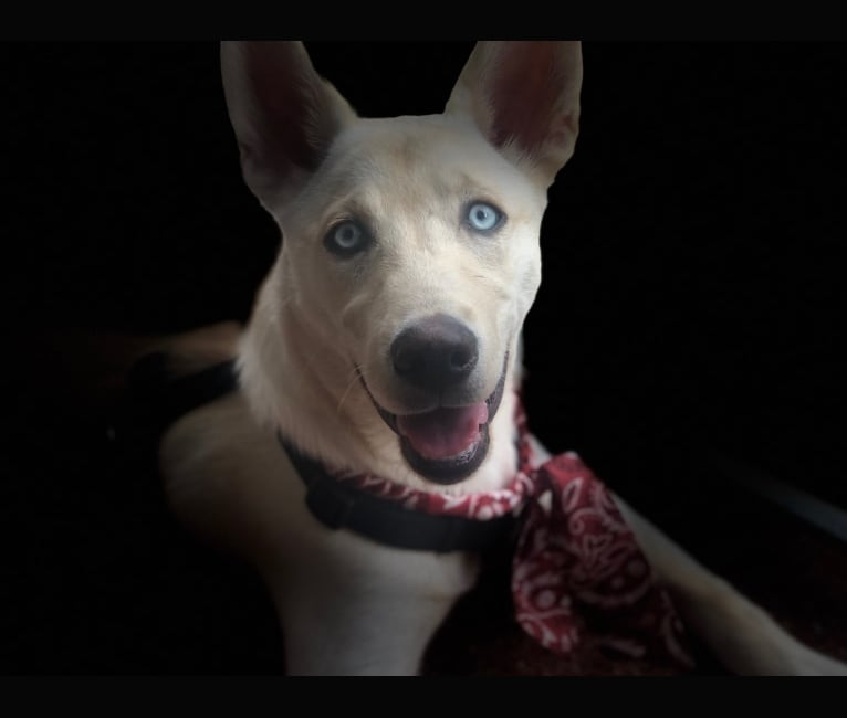 Charlie, a Labrador Retriever and Siberian Husky mix tested with EmbarkVet.com