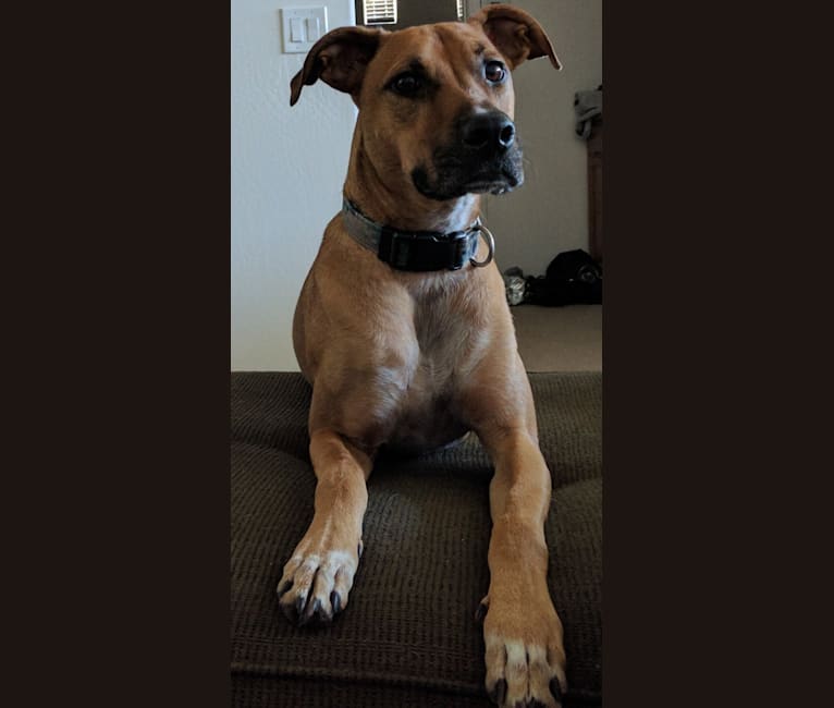 embark dog dna test breed