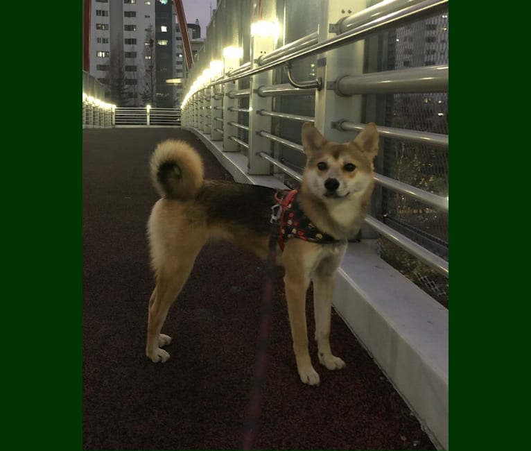 HuChoo, a Japanese or Korean Village Dog and Alaskan Malamute mix tested with EmbarkVet.com