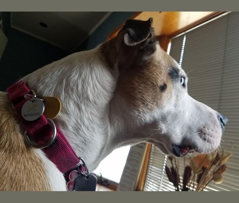 embark dog dna test breed