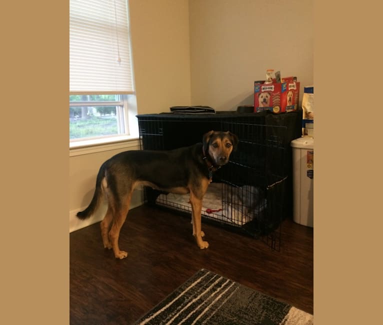 american foxhound german shepherd mix puppy