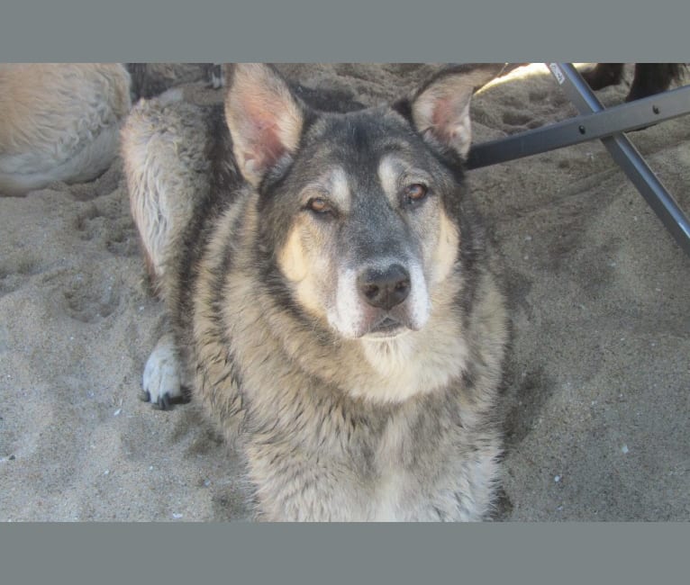 Kissu, a German Shepherd Dog and Rottweiler mix tested with EmbarkVet.com