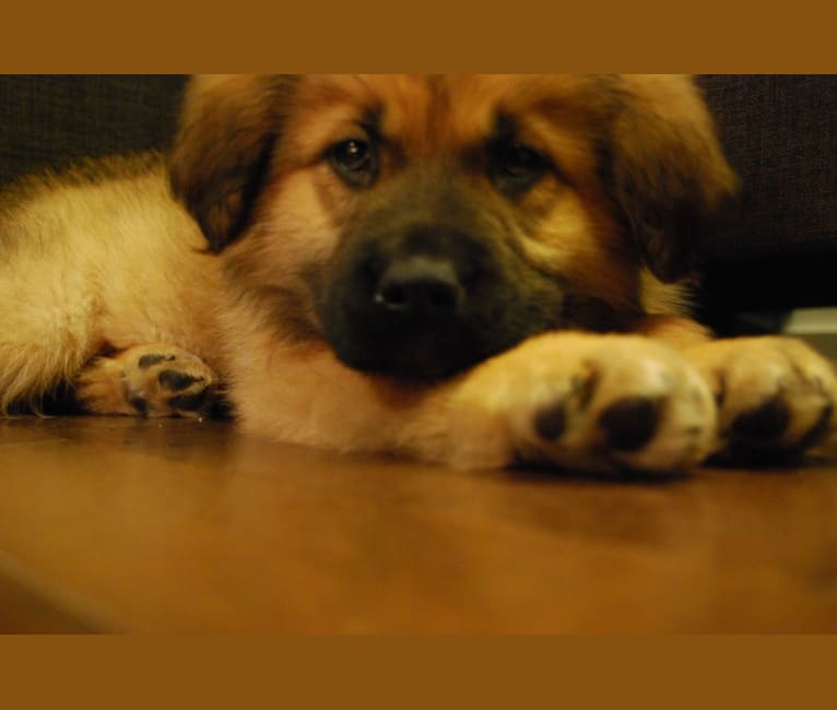 Bree, a Rottweiler and Labrador Retriever mix tested with EmbarkVet.com