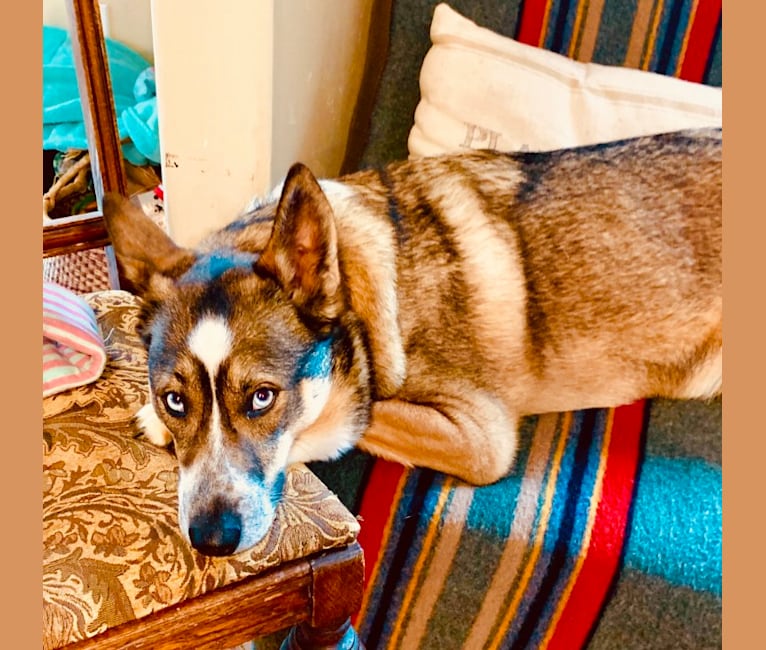 Australian kelpie husky mix shop