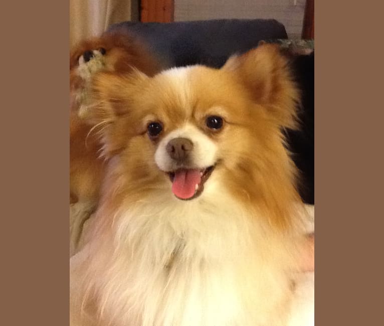 Peanut, a Pomeranian and Japanese Chin mix tested with EmbarkVet.com