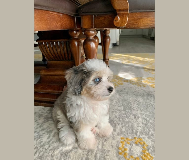 Bichon german shepherd mix hotsell