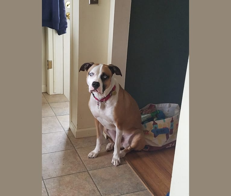 Blue, an American Pit Bull Terrier and American Bulldog mix tested with EmbarkVet.com