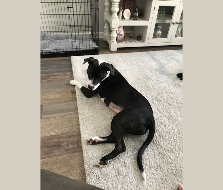 Photo of Logi, an American Pit Bull Terrier, American Staffordshire Terrier, and Labrador Retriever mix in Loogootee, IN, USA