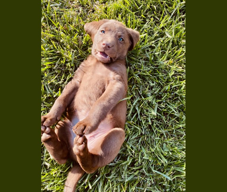 Sofia, a Labrador Retriever tested with EmbarkVet.com