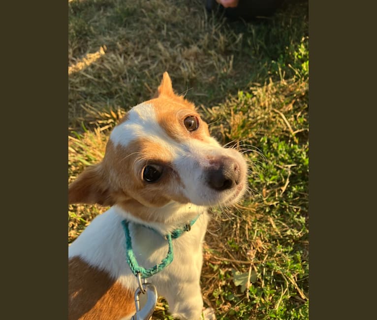 Daisy, a Chihuahua and Rat Terrier mix tested with EmbarkVet.com