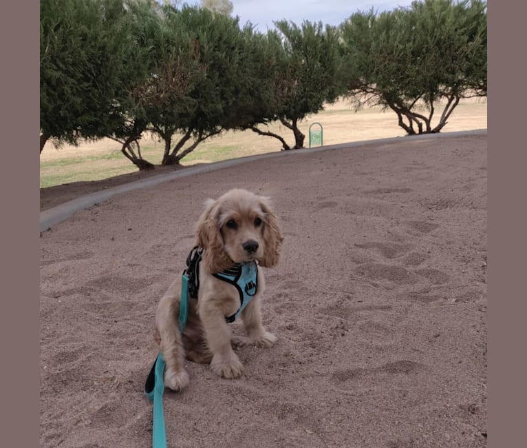 Linus, a Cocker Spaniel and English Cocker Spaniel mix tested with EmbarkVet.com