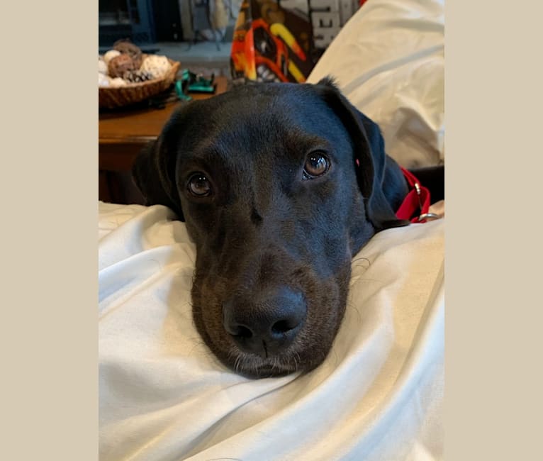 Photo of Ollie Milazzo, an American Foxhound, German Shorthaired Pointer, and Labrador Retriever mix in South Carolina, USA
