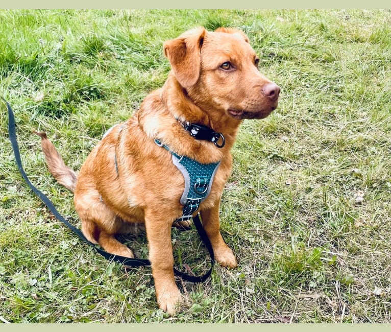 Luca, an Eastern European Village Dog tested with EmbarkVet.com