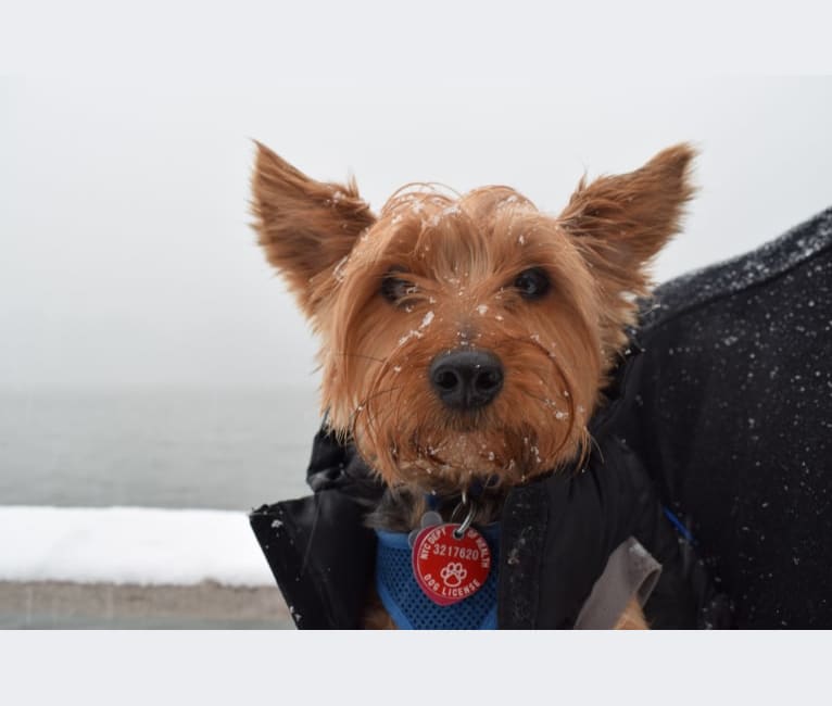 Bobbin Ray, a Yorkshire Terrier tested with EmbarkVet.com