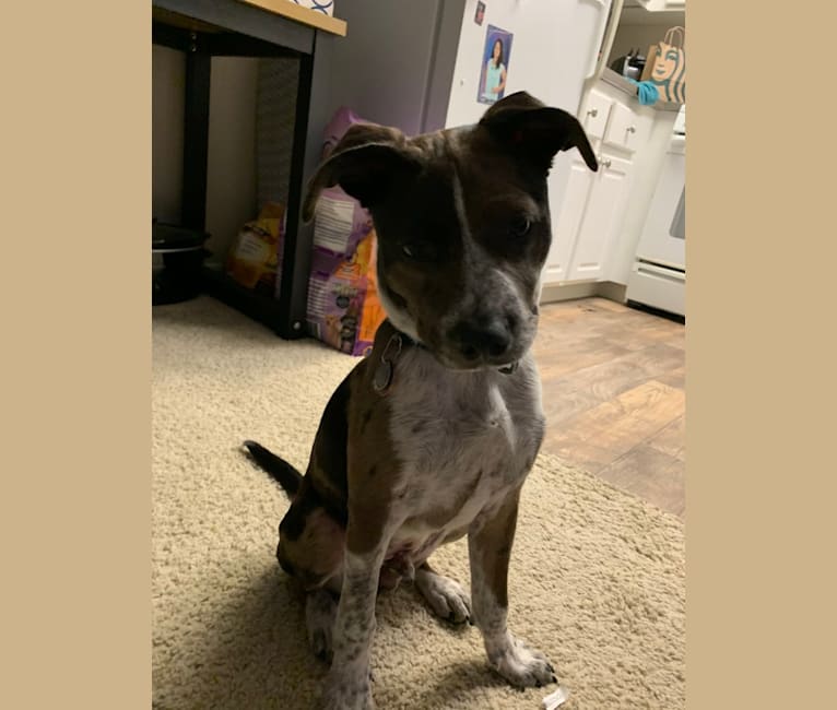 Boston terrier red heeler new arrivals mix