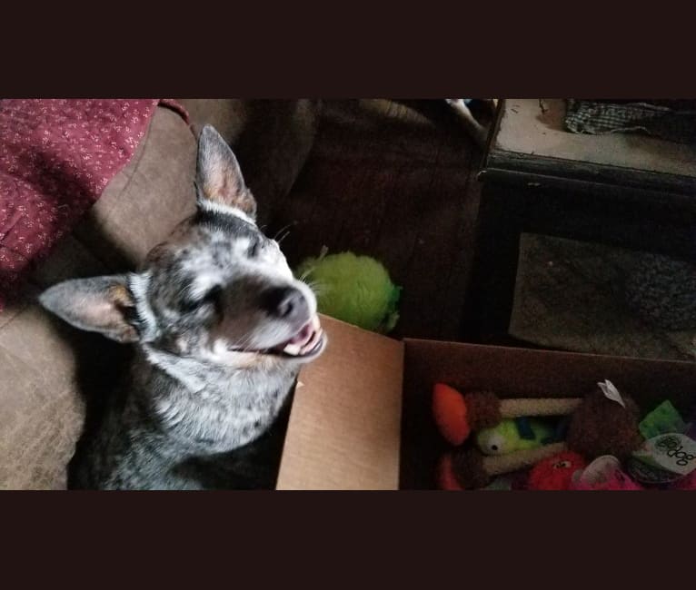 Shadoe, an Australian Cattle Dog tested with EmbarkVet.com