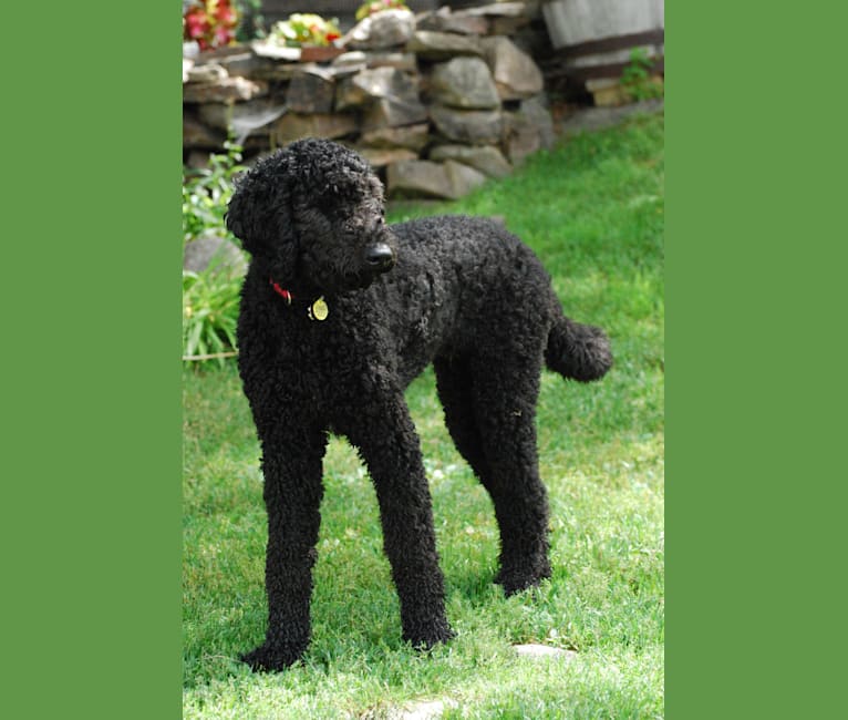 Photo of Tynan, a Poodle (Standard) and Labrador Retriever mix in North Bay, Ontario, Canada