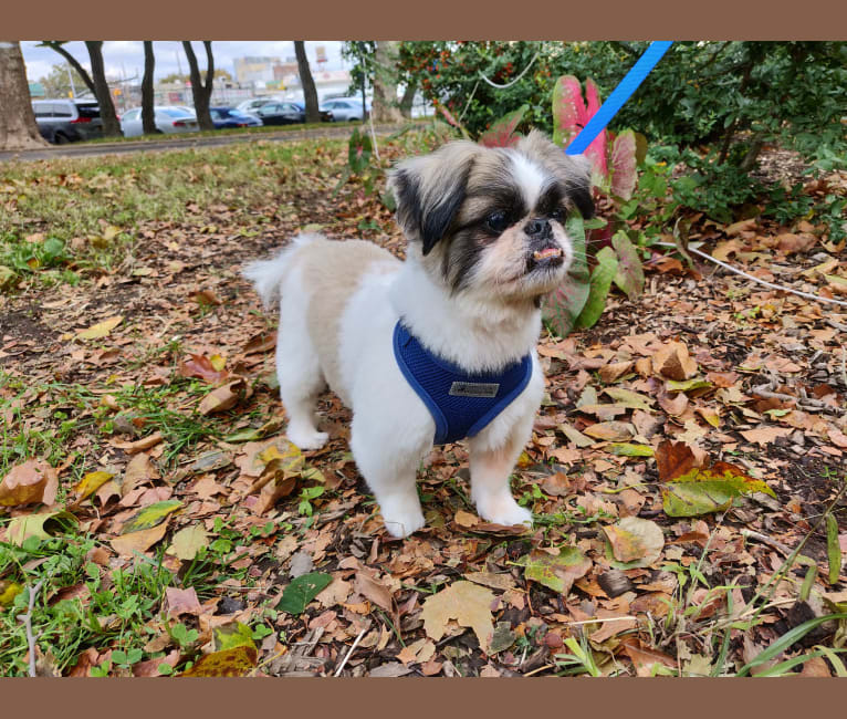 Chin Chilly, a Pekingese and Shih Tzu mix tested with EmbarkVet.com