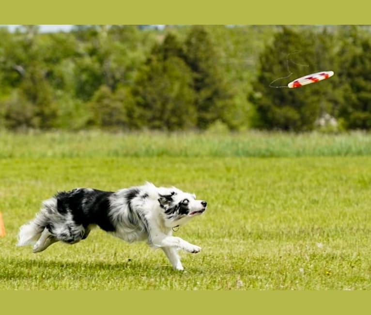 Joey, a Border Collie tested with EmbarkVet.com