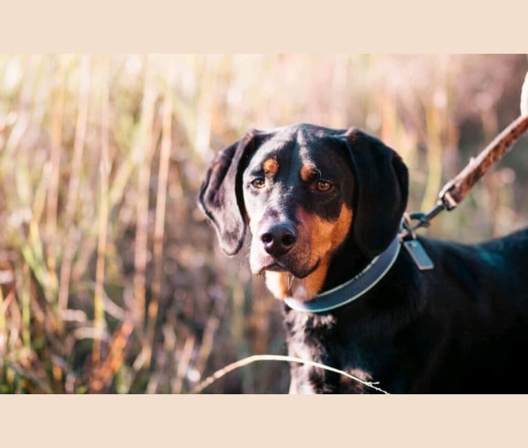 Rudy, an American English Coonhound and Black and Tan Coonhound mix tested with EmbarkVet.com
