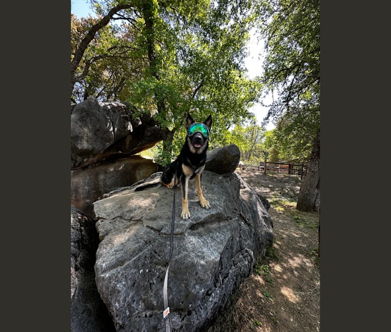Pyro, a German Shepherd Dog (6.9% unresolved) tested with EmbarkVet.com