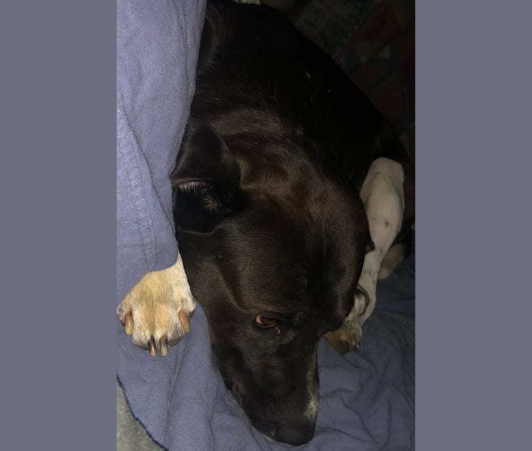 Volibear, an American Pit Bull Terrier and Labrador Retriever mix tested with EmbarkVet.com