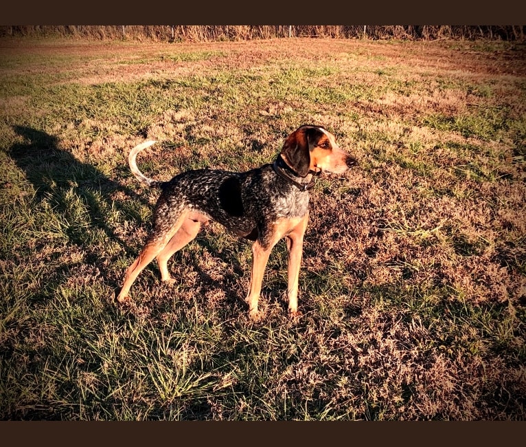 Louie, an American English Coonhound tested with EmbarkVet.com