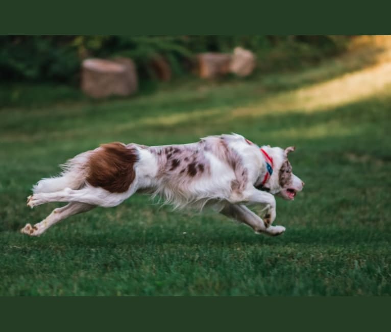 Photo of Spurs N Ashes, a Border Collie  in Bellefonte, PA, USA