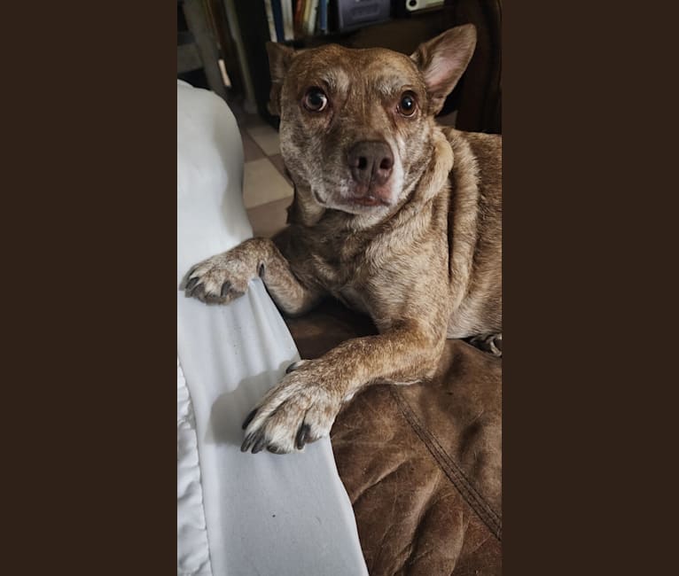 Coyote terrier mix on sale