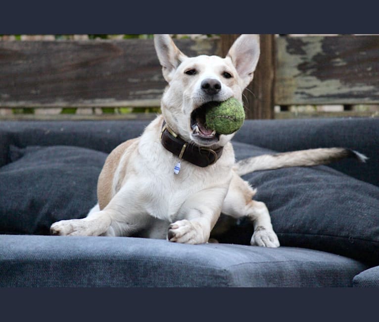 Rockefeller, a Shetland Sheepdog and Staffordshire Terrier mix tested with EmbarkVet.com