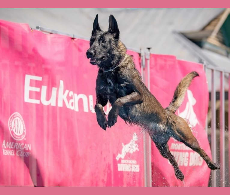 Journée D’Emotion, a Belgian Shepherd tested with EmbarkVet.com