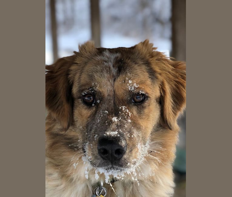 Photo of Myles Bolt, a Great Pyrenees, American Pit Bull Terrier, Chow Chow, and Australian Cattle Dog mix in Alabama, USA