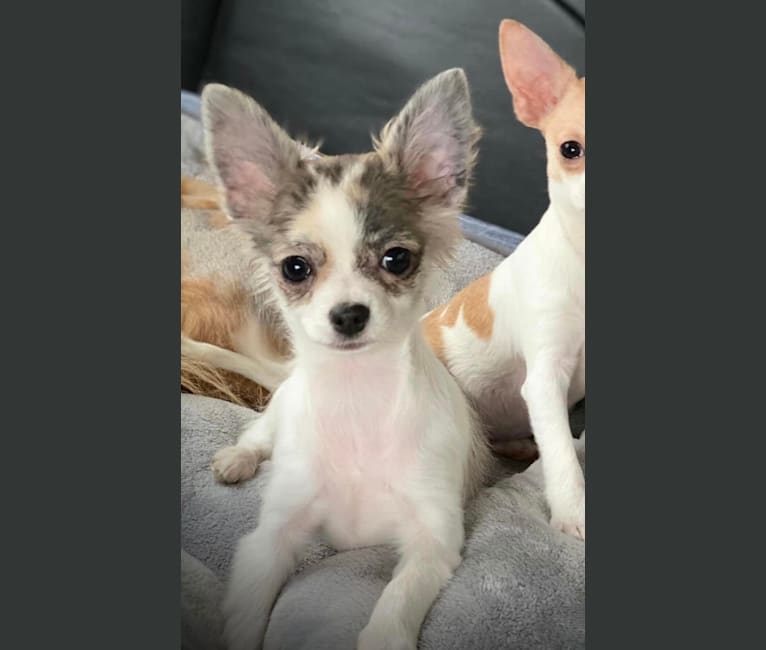 Photo of Rags, a Chihuahua  in Vandalia, MI, USA