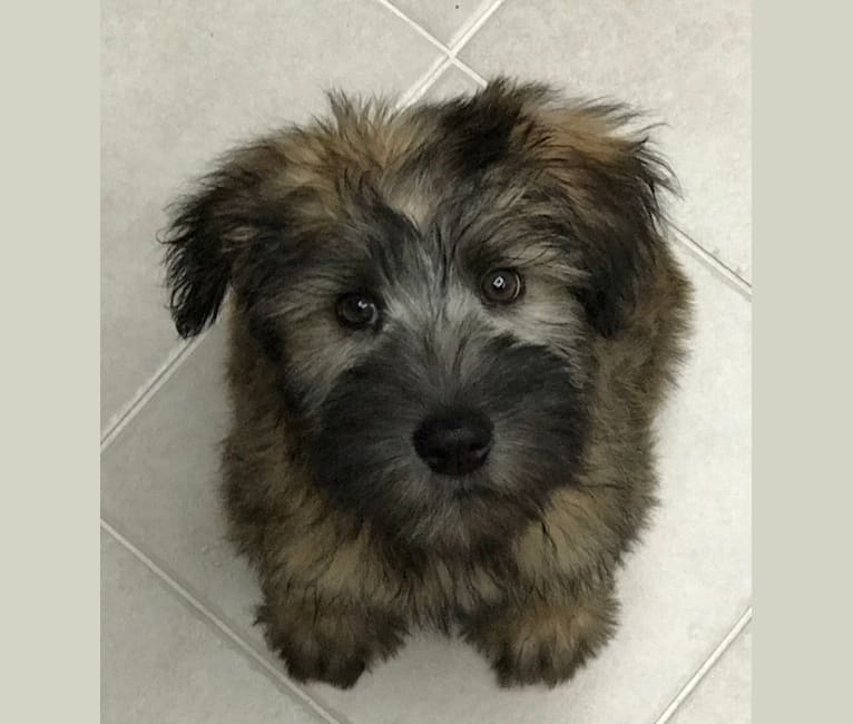 Photo of Lily, a Soft Coated Wheaten Terrier  in Missouri, USA