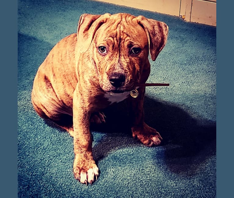 Hank, an American Pit Bull Terrier and American Bulldog mix tested with EmbarkVet.com