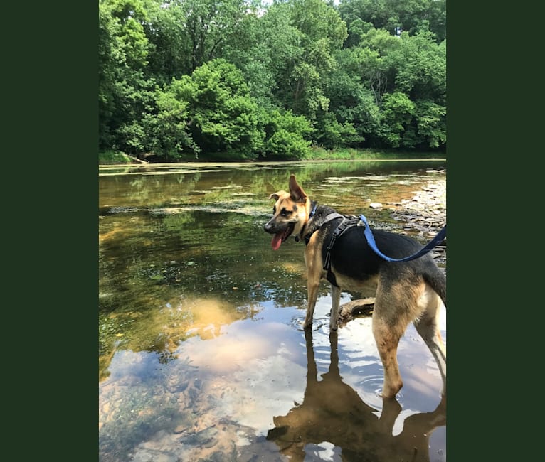 Photo of Riley, a German Shepherd Dog, American Pit Bull Terrier, and Mixed mix in Alabama, USA